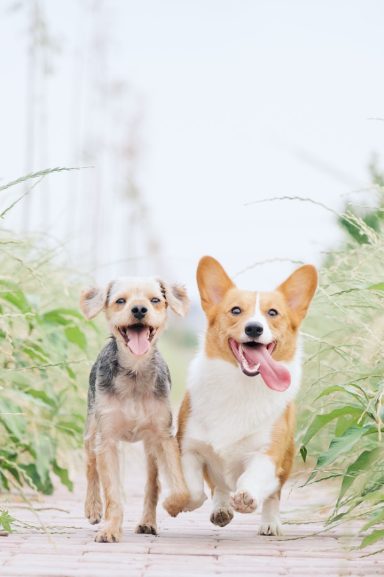 Pip & Bonnie