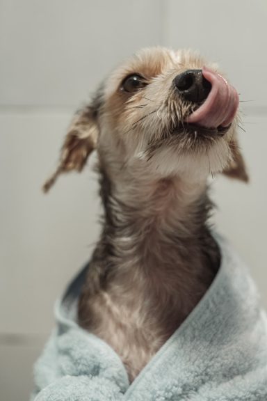 Poppy